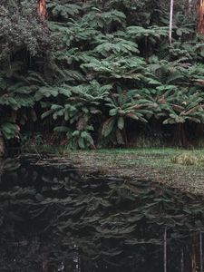 Preview wallpaper leaves, lake, reflection, bushes
