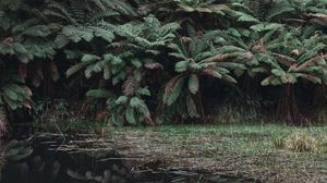 Preview wallpaper leaves, lake, reflection, bushes