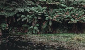 Preview wallpaper leaves, lake, reflection, bushes
