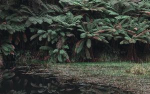 Preview wallpaper leaves, lake, reflection, bushes