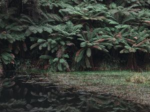 Preview wallpaper leaves, lake, reflection, bushes