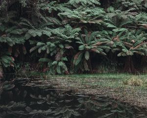 Preview wallpaper leaves, lake, reflection, bushes