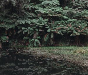 Preview wallpaper leaves, lake, reflection, bushes