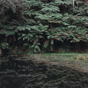 Preview wallpaper leaves, lake, reflection, bushes