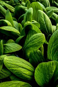 Preview wallpaper leaves, large, veins, green