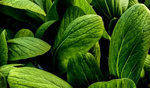 Preview wallpaper leaves, large, veins, green