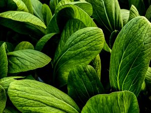 Preview wallpaper leaves, large, veins, green