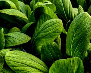 Preview wallpaper leaves, large, veins, green