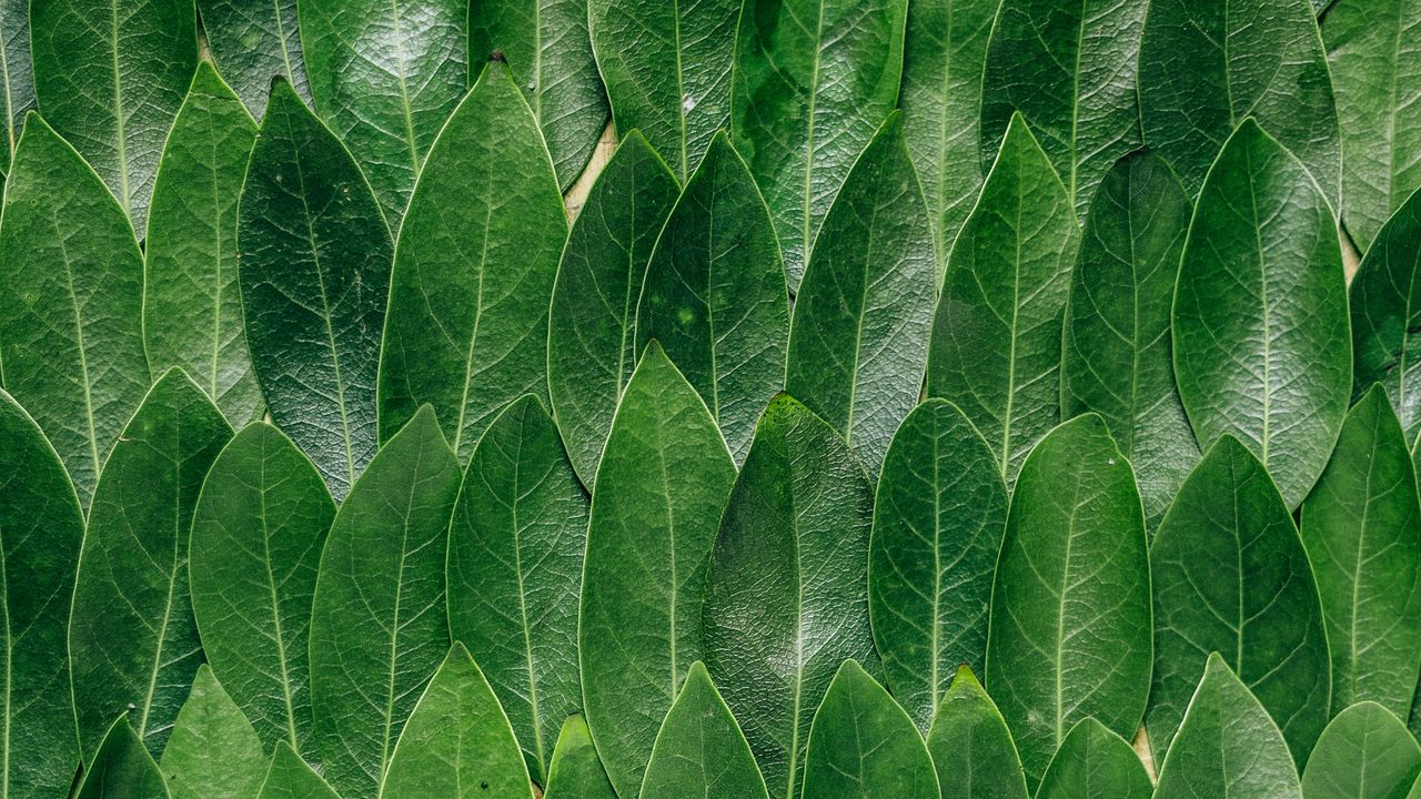 Wallpaper leaves, laurel, green