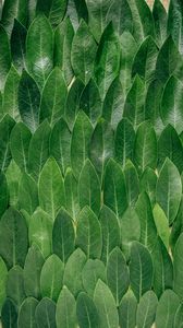 Preview wallpaper leaves, laurel, green