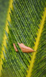 Preview wallpaper leaves, leaf, dry, macro, green