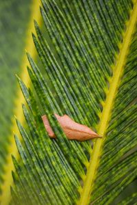 Preview wallpaper leaves, leaf, dry, macro, green