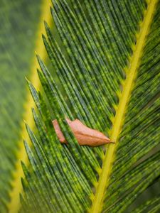 Preview wallpaper leaves, leaf, dry, macro, green