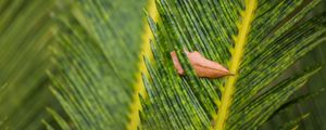 Preview wallpaper leaves, leaf, dry, macro, green