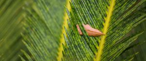 Preview wallpaper leaves, leaf, dry, macro, green