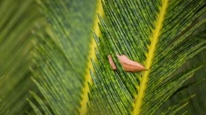 Preview wallpaper leaves, leaf, dry, macro, green