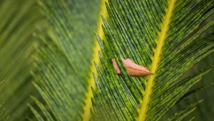 Preview wallpaper leaves, leaf, dry, macro, green
