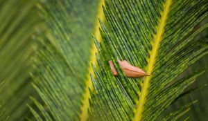Preview wallpaper leaves, leaf, dry, macro, green