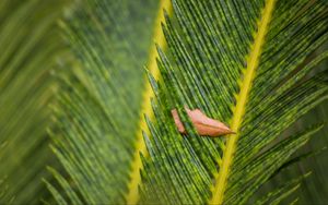 Preview wallpaper leaves, leaf, dry, macro, green