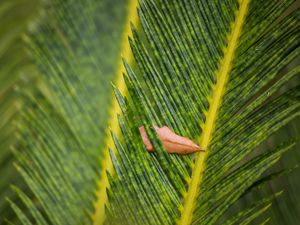 Preview wallpaper leaves, leaf, dry, macro, green