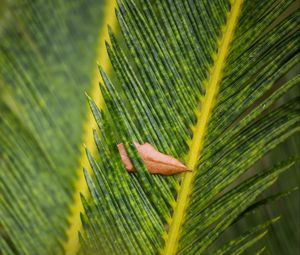 Preview wallpaper leaves, leaf, dry, macro, green