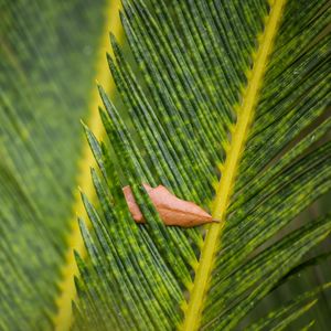 Preview wallpaper leaves, leaf, dry, macro, green