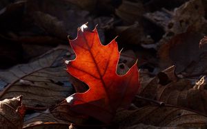 Preview wallpaper leaves, light, autumn, macro