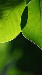 Preview wallpaper leaves, light, blur, macro, green