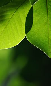 Preview wallpaper leaves, light, blur, macro, green