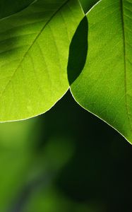 Preview wallpaper leaves, light, blur, macro, green