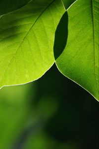 Preview wallpaper leaves, light, blur, macro, green