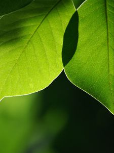 Preview wallpaper leaves, light, blur, macro, green