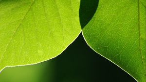 Preview wallpaper leaves, light, blur, macro, green