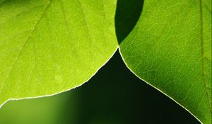 Preview wallpaper leaves, light, blur, macro, green