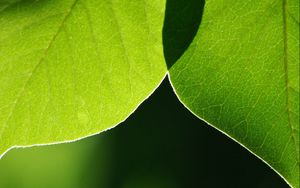 Preview wallpaper leaves, light, blur, macro, green