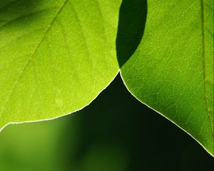 Preview wallpaper leaves, light, blur, macro, green