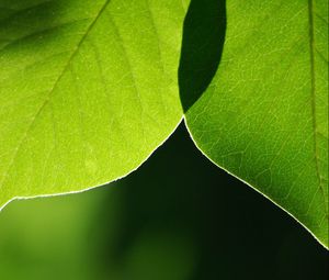 Preview wallpaper leaves, light, blur, macro, green