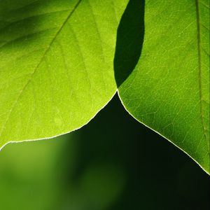 Preview wallpaper leaves, light, blur, macro, green