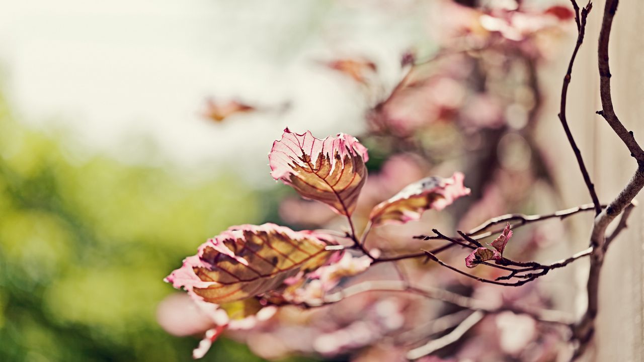 Wallpaper leaves, light, branch, degradation, pink