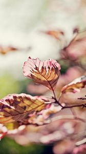 Preview wallpaper leaves, light, branch, degradation, pink