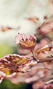 Preview wallpaper leaves, light, branch, degradation, pink