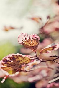 Preview wallpaper leaves, light, branch, degradation, pink