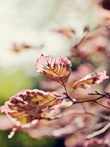 Preview wallpaper leaves, light, branch, degradation, pink