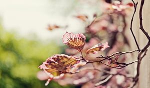 Preview wallpaper leaves, light, branch, degradation, pink