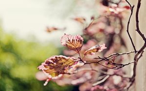 Preview wallpaper leaves, light, branch, degradation, pink