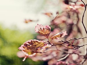 Preview wallpaper leaves, light, branch, degradation, pink