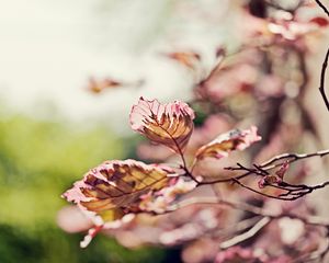 Preview wallpaper leaves, light, branch, degradation, pink