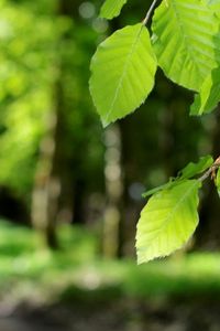 Preview wallpaper leaves, light, green, young, spring