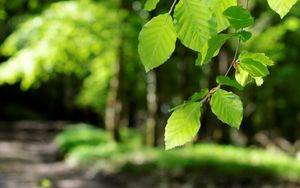 Preview wallpaper leaves, light, green, young, spring