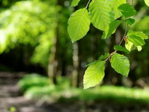 Preview wallpaper leaves, light, green, young, spring